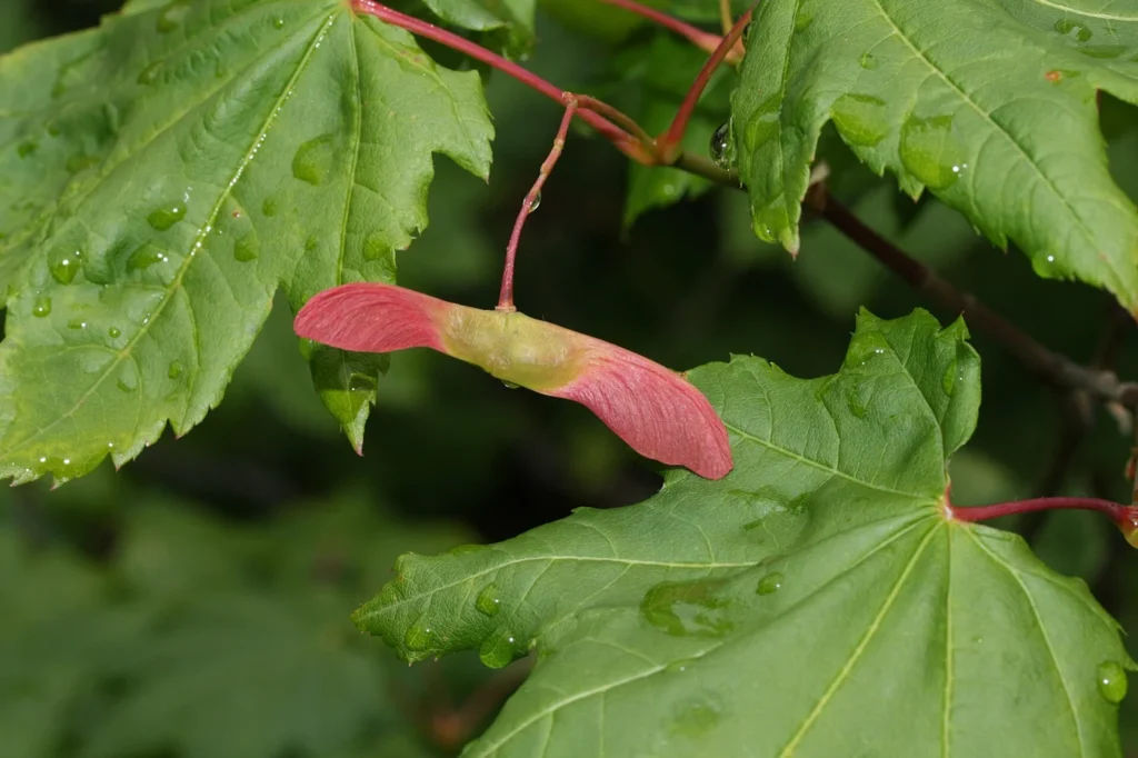 Winged fruits of vine maple, Acer circinatum.