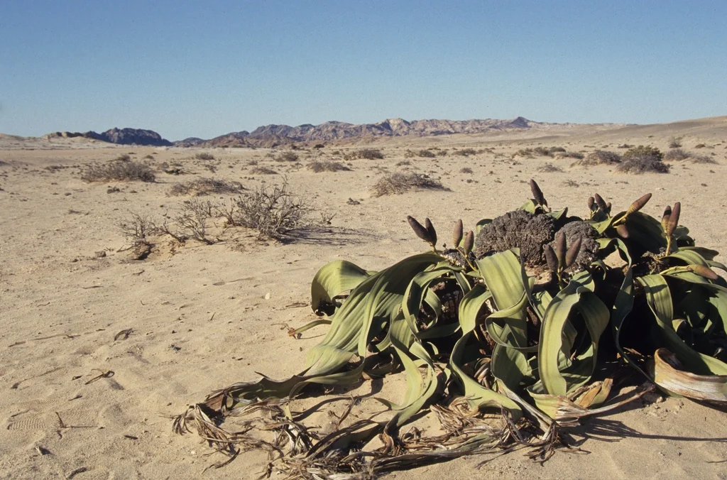 A real Welwitschia mirabilis plant photographed in Namibia.