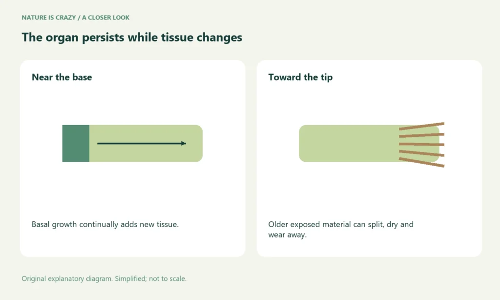 The organ persists while tissue changes. Near the base: Basal growth continually adds new tissue. Toward the tip: Older exposed material can split, dry and wear away.