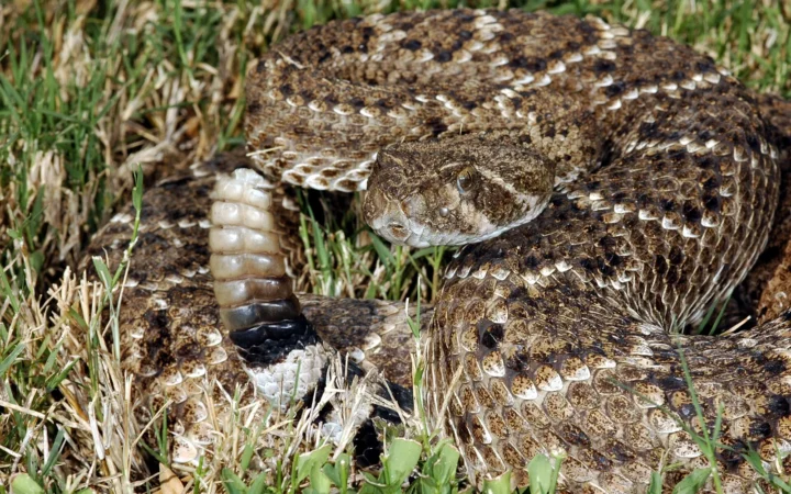 How Rattlesnakes Make Their Rattle Sound Closer