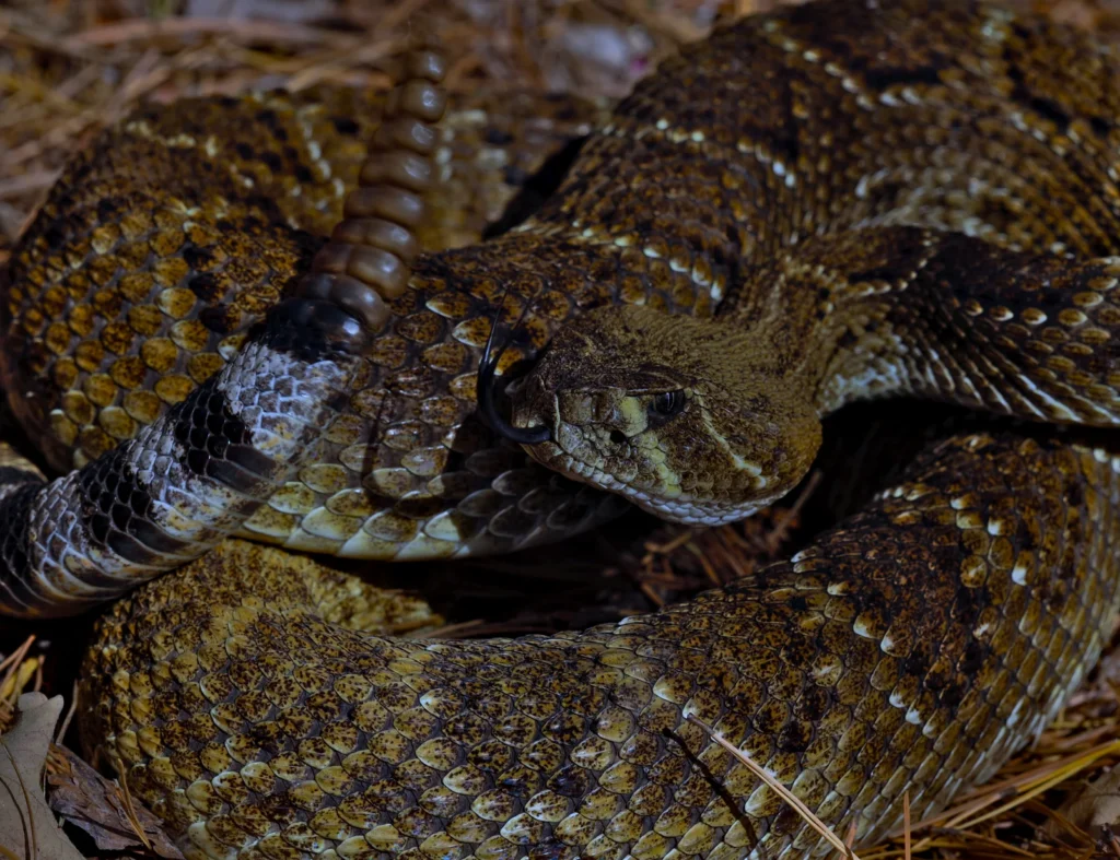 A close view of a western diamondback rattlesnake.