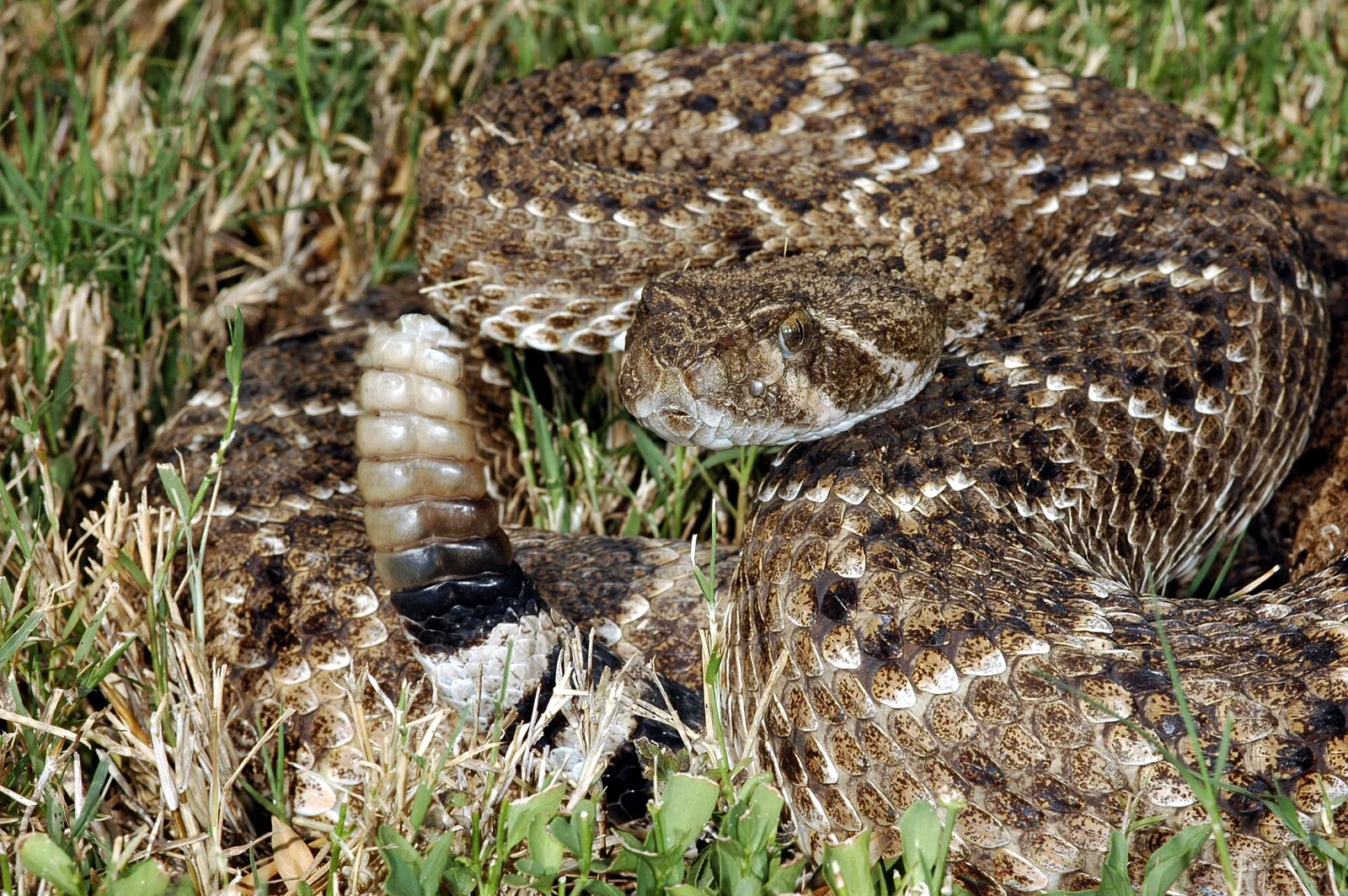 How Rattlesnakes Make Their Rattle Sound Closer
